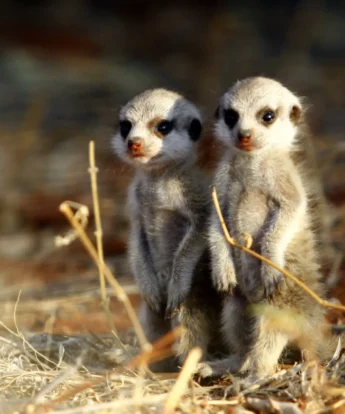 Baby Meerkats, Tswalu The Motse, Kalahari, South Africa