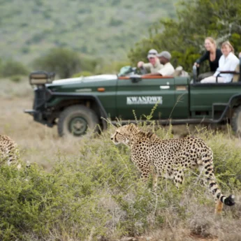 kwandwe game drive