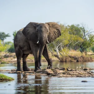 Elephant, Toka Leya, Mosi Oa Tunya NP, Zambia