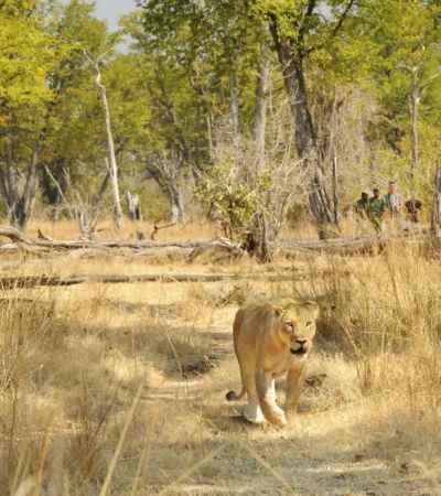 Walking safari in South Luangwa, Zambia