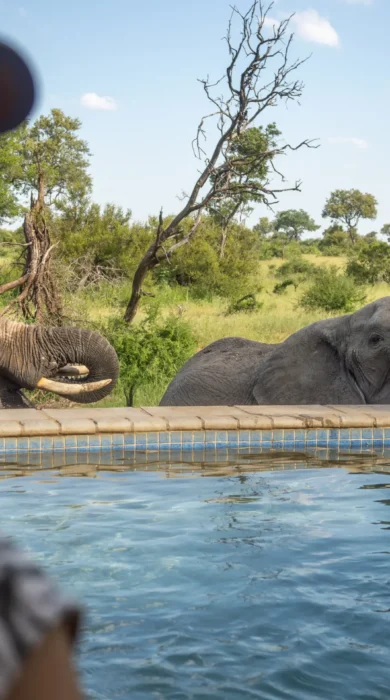 Elephant, Kambaku River Sands, Timbivati, South Africa