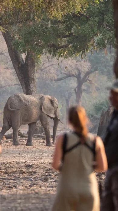 Walking Safari, Wilderness Chikwenya, Mana Pools, Zimbabwe
