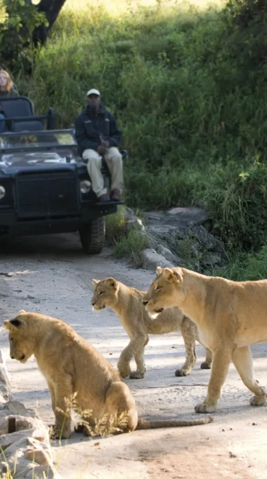 lion sands tinga lodge game drive south africa yellow zebra safaris