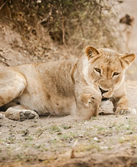 Lion, Little Ruckomechi, Mana Pools, Zimbabwe