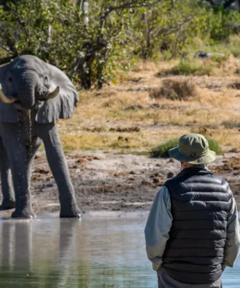 elephant, simbavati trails camp, timbavati, south africa