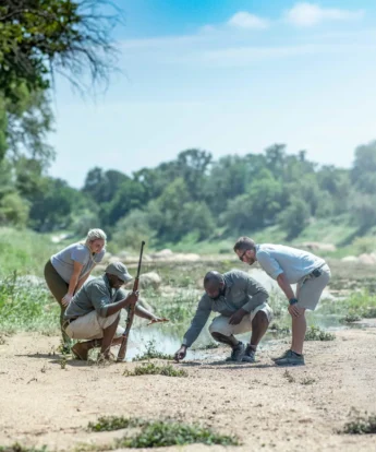 simbavati trails camp, timbavati, south africa