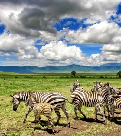 Zebras in the Ngorongoro Crater, Tanzania safaris