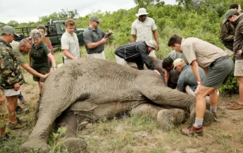 elephant conservation, andBeyond Phinda Homestead, south africa