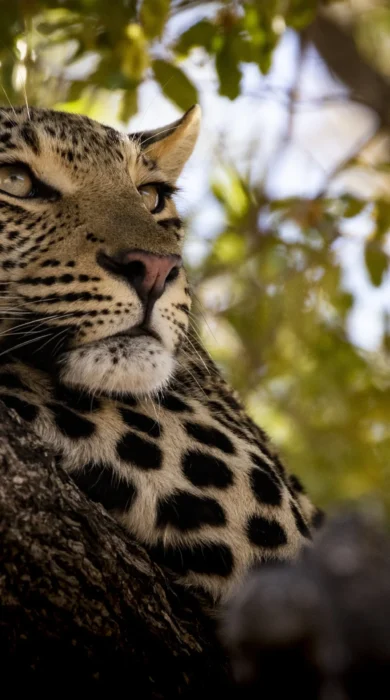 A Safari Exploration, Trips, Yellow Zebra Safaris