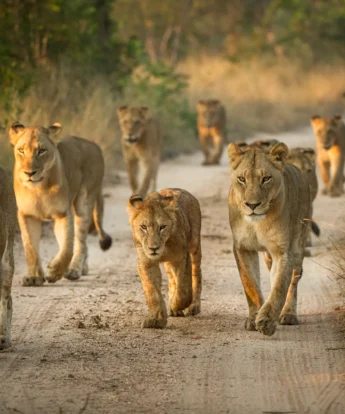 Lion pride, Tanzania national park safari