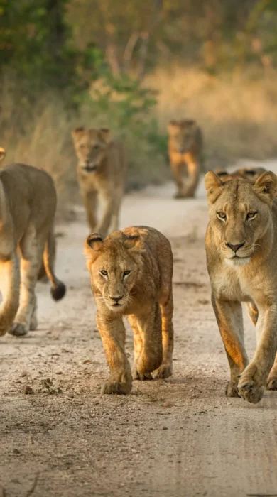 Lion pride, Tanzania national park safari