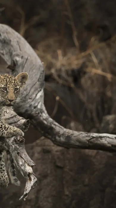 baby leopard, sabi sand reserves safaris, south africa