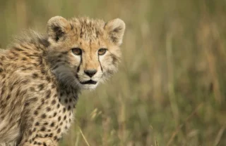 Cheetah, Grumeti Reserve wildlife, Serengeti, Luxury Tanzania