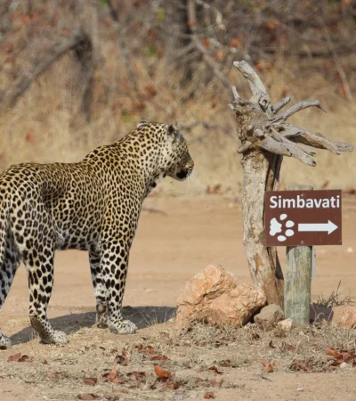 leopard, timbavati private game reserve, south africa