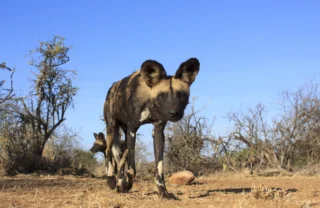 african wild dog, madikwe game reserve, south africa