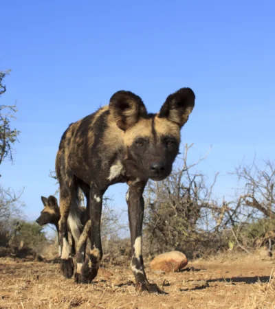african wild dog, madikwe game reserve, south africa