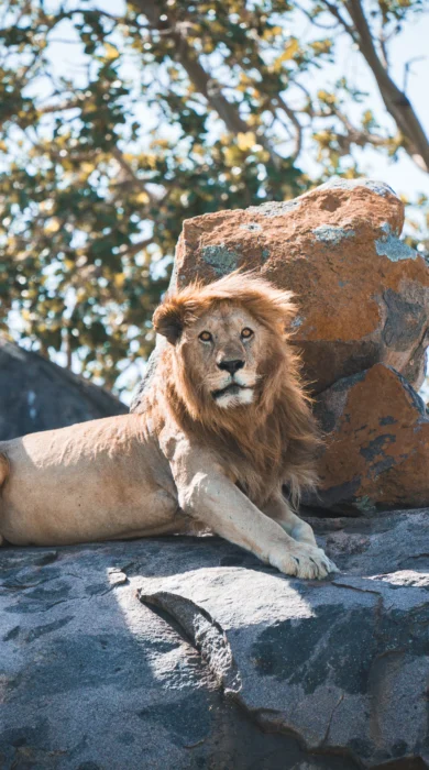 Lion wildlife, Serengeti Green Camp, Serengeti, Tanzania