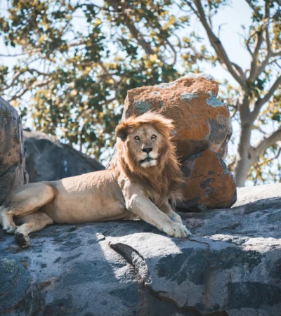 Lion wildlife, Serengeti Green Camp, Serengeti, Tanzania