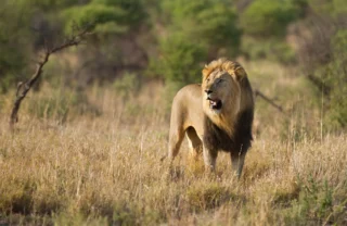 lion safaris, madikwe game reserve, south africa