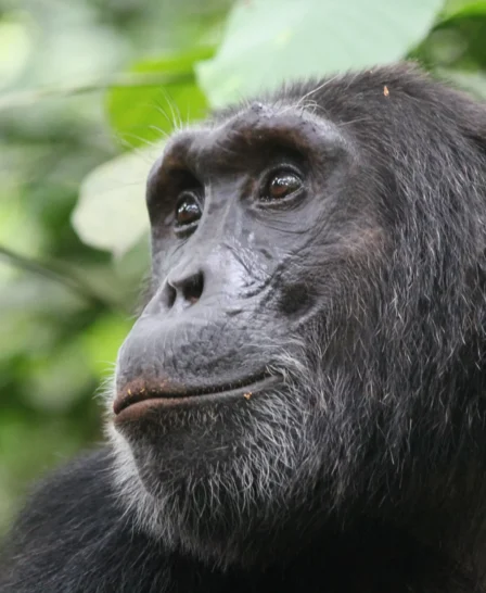 chimp, kibale national park, the complete uganda safari