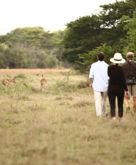 walking safaris, phinda game reserve, south africa