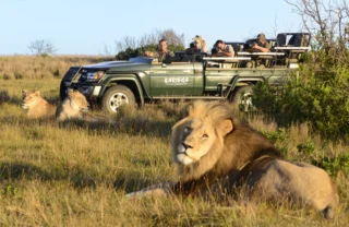 lion game drive, kariega game reserve, south africa