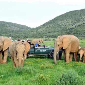 elephant game drive, kariega game reserve, south africa