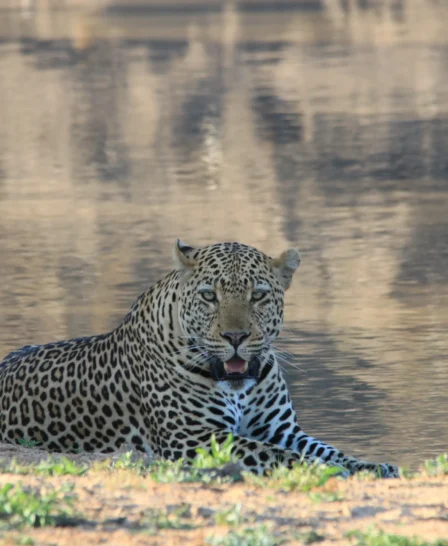 leopard, thornybush game reserve, south africa safaris