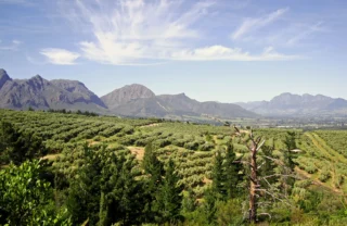 wineland scenery, south africa safari holidays