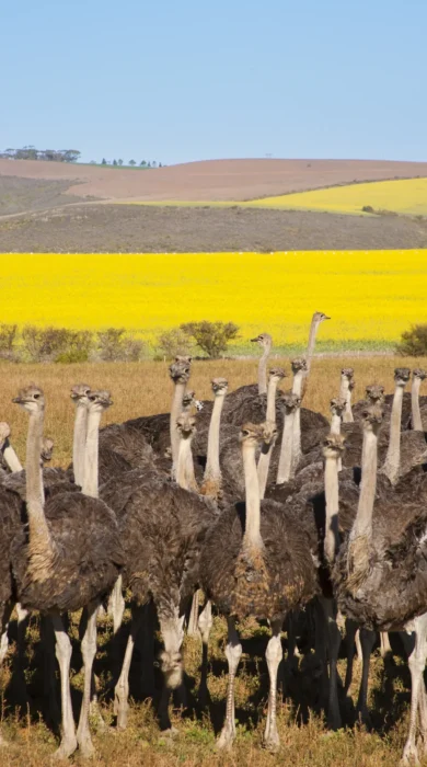 ostrich in the garden route, south africa safaris