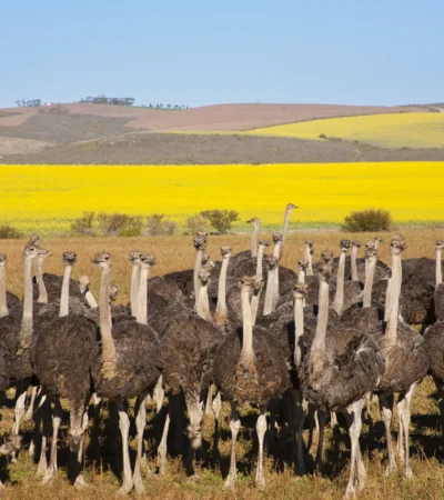 ostrich in the garden route, south africa safaris